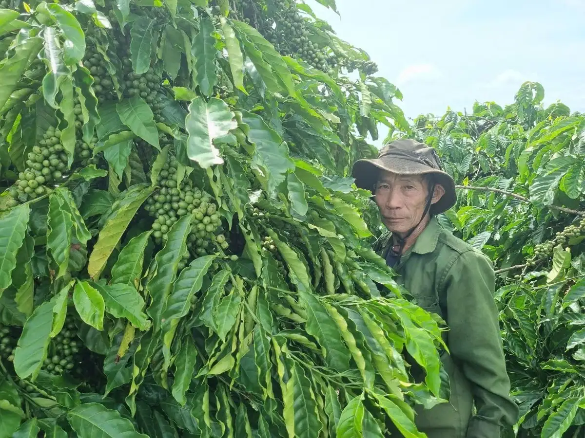 Tiết kiệm 10 – 15 triệu đồng/ha/năm nhờ bón phân khoa học cho cà phê