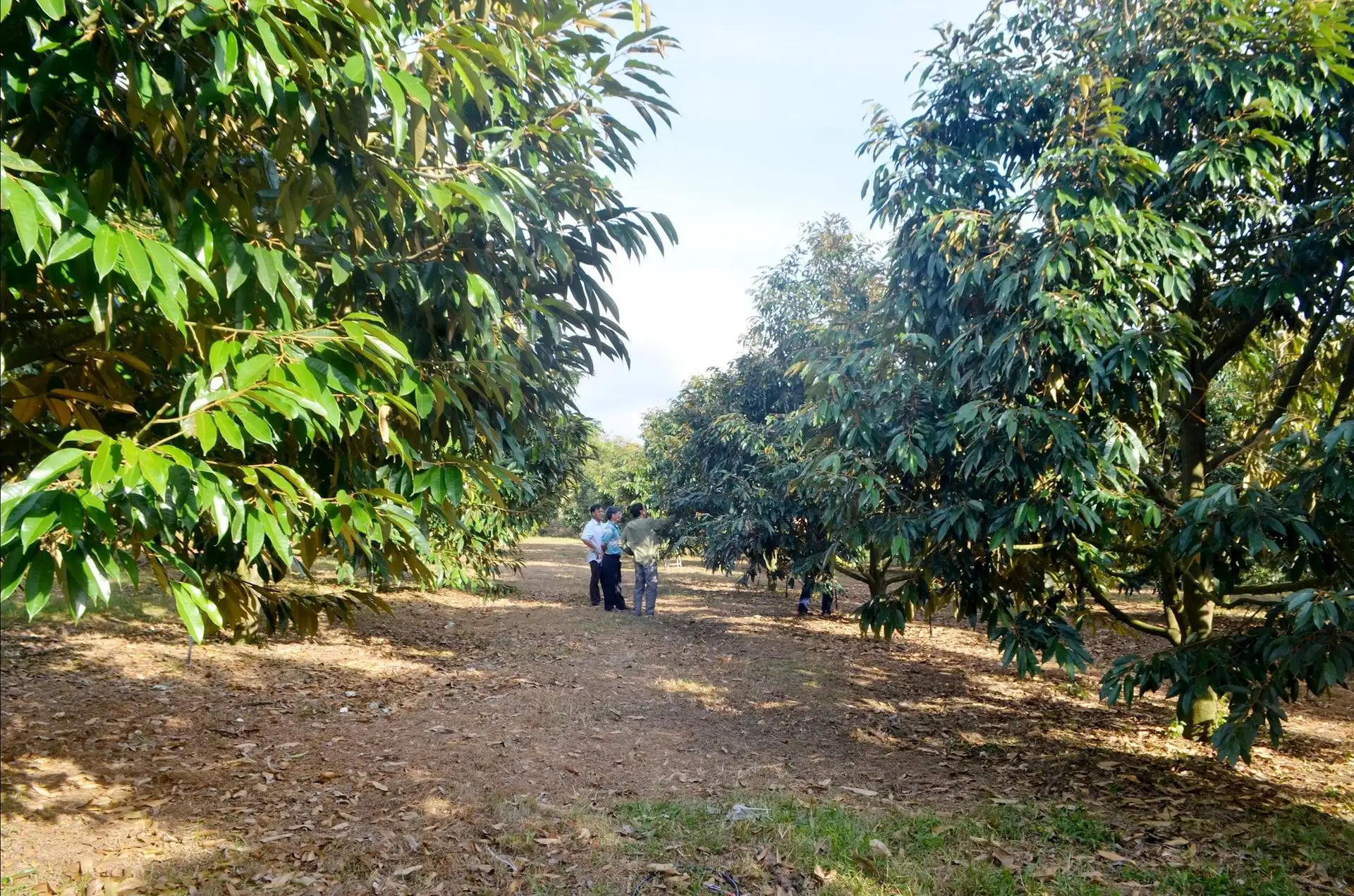 Tổ hợp tác làm giàu của nông dân Lâm Đồng, nơi này có cây sầu riêng thấp mà trái quá trời