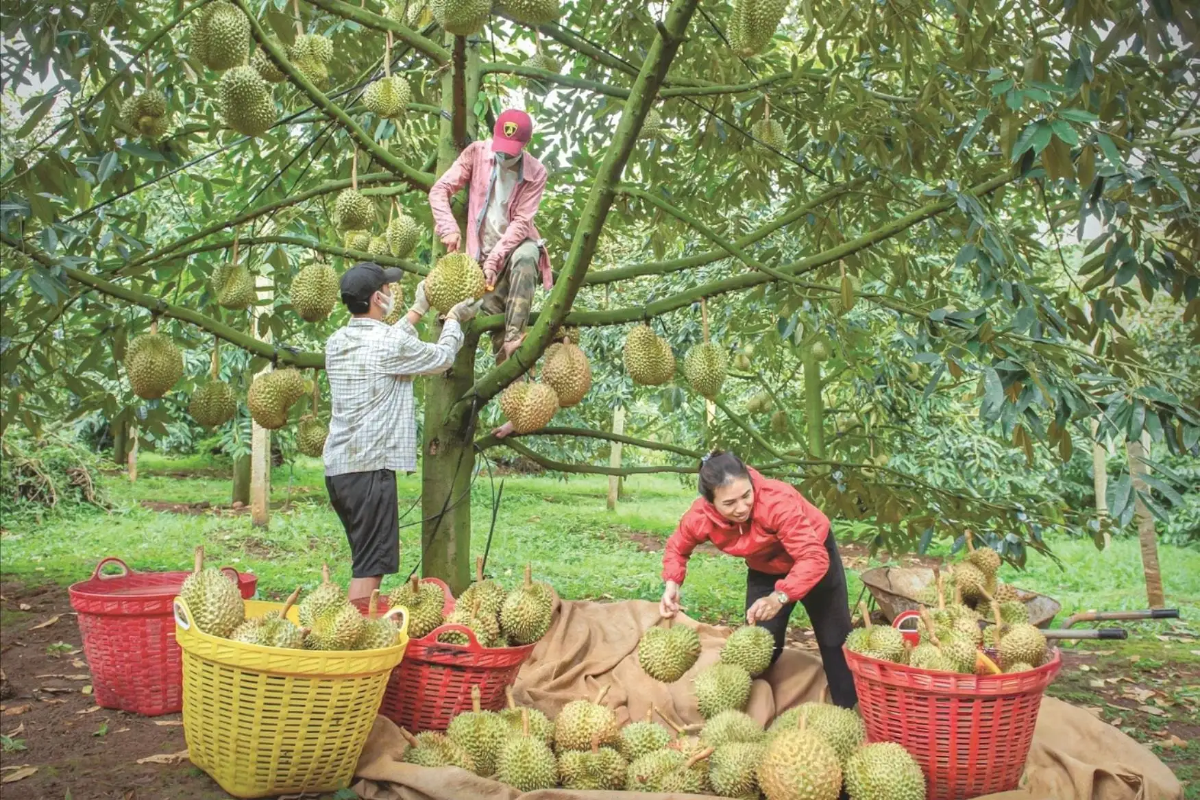 Tổ hợp tác làm giàu của nông dân Lâm Đồng, nơi này có cây sầu riêng thấp mà trái quá trời