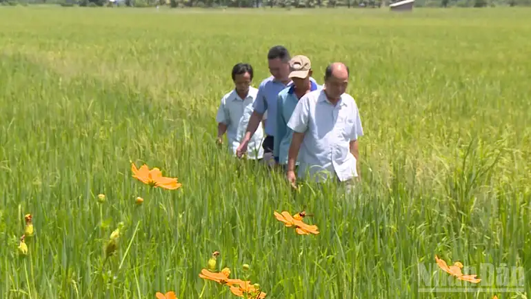 Tổ khuyến nông cộng đồng, “điểm tựa của nhà nông”