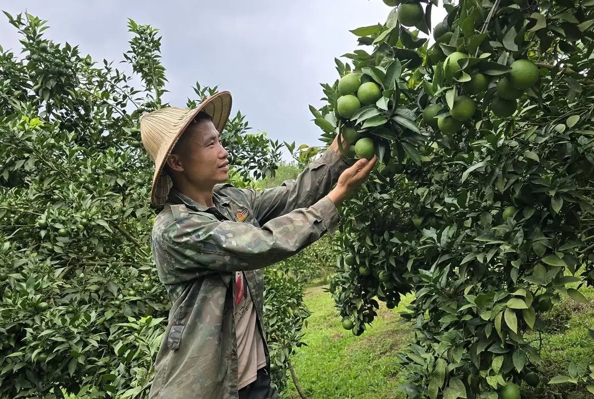 Trái ngọt từ đất đồi