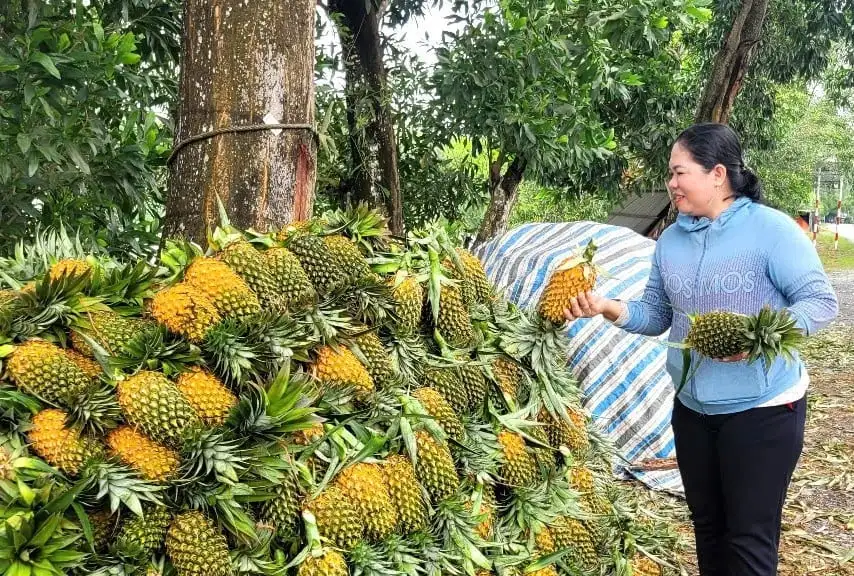 &#8216;Trái vàng&#8217; trên đất phèn Đồng Tháp Mười