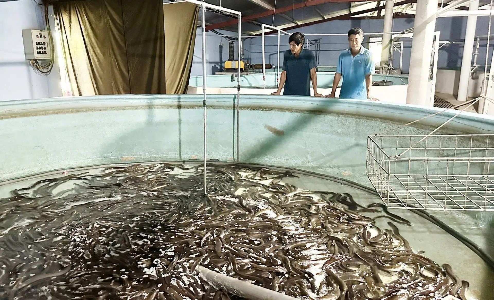 Trang trại cá chình trên vùng cát nóng
