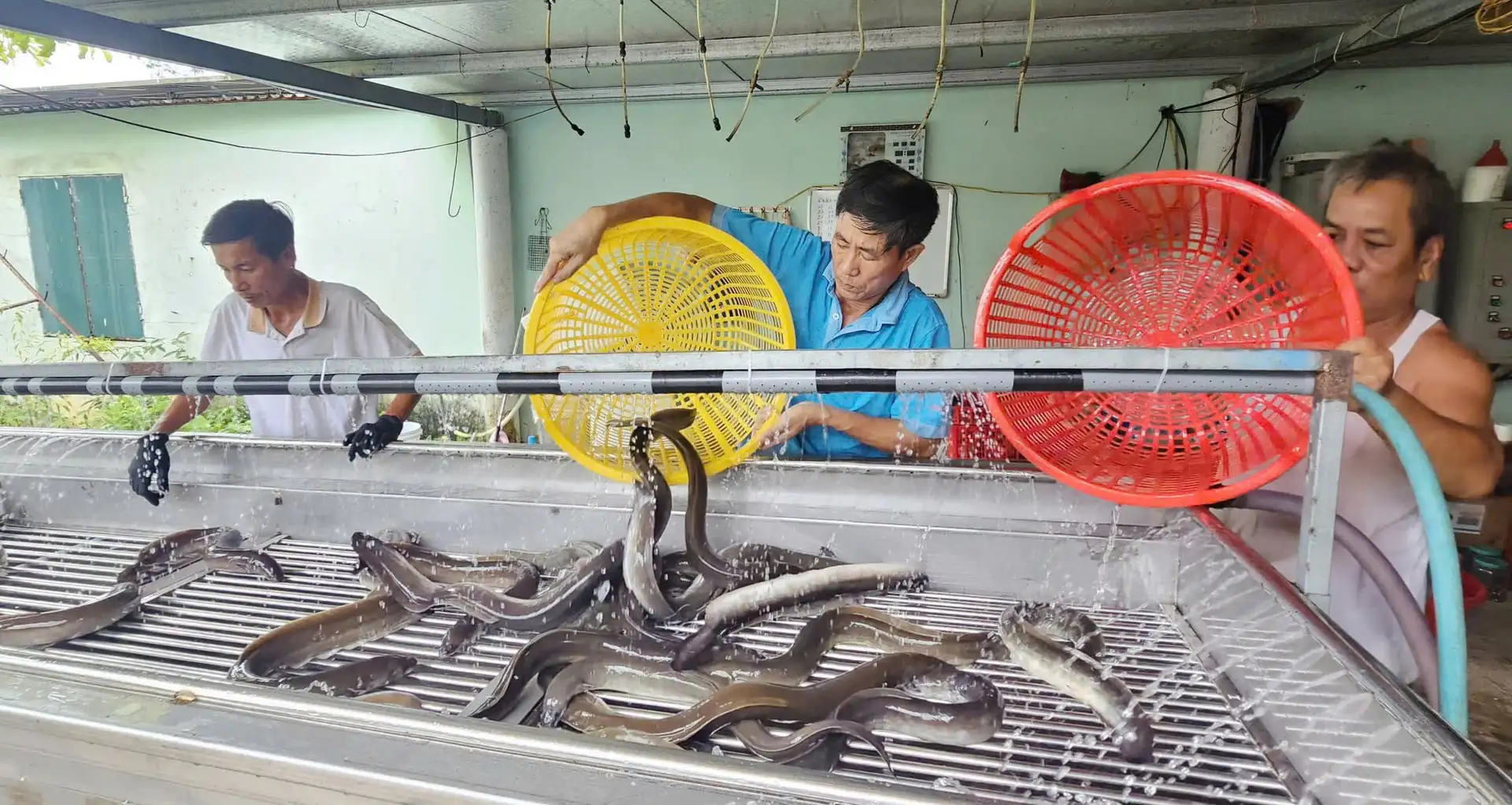 Trang trại cá chình trên vùng cát nóng