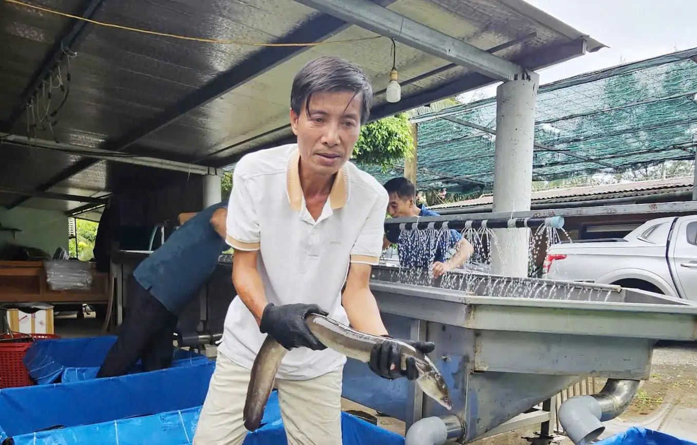Trang trại cá chình trên vùng cát nóng