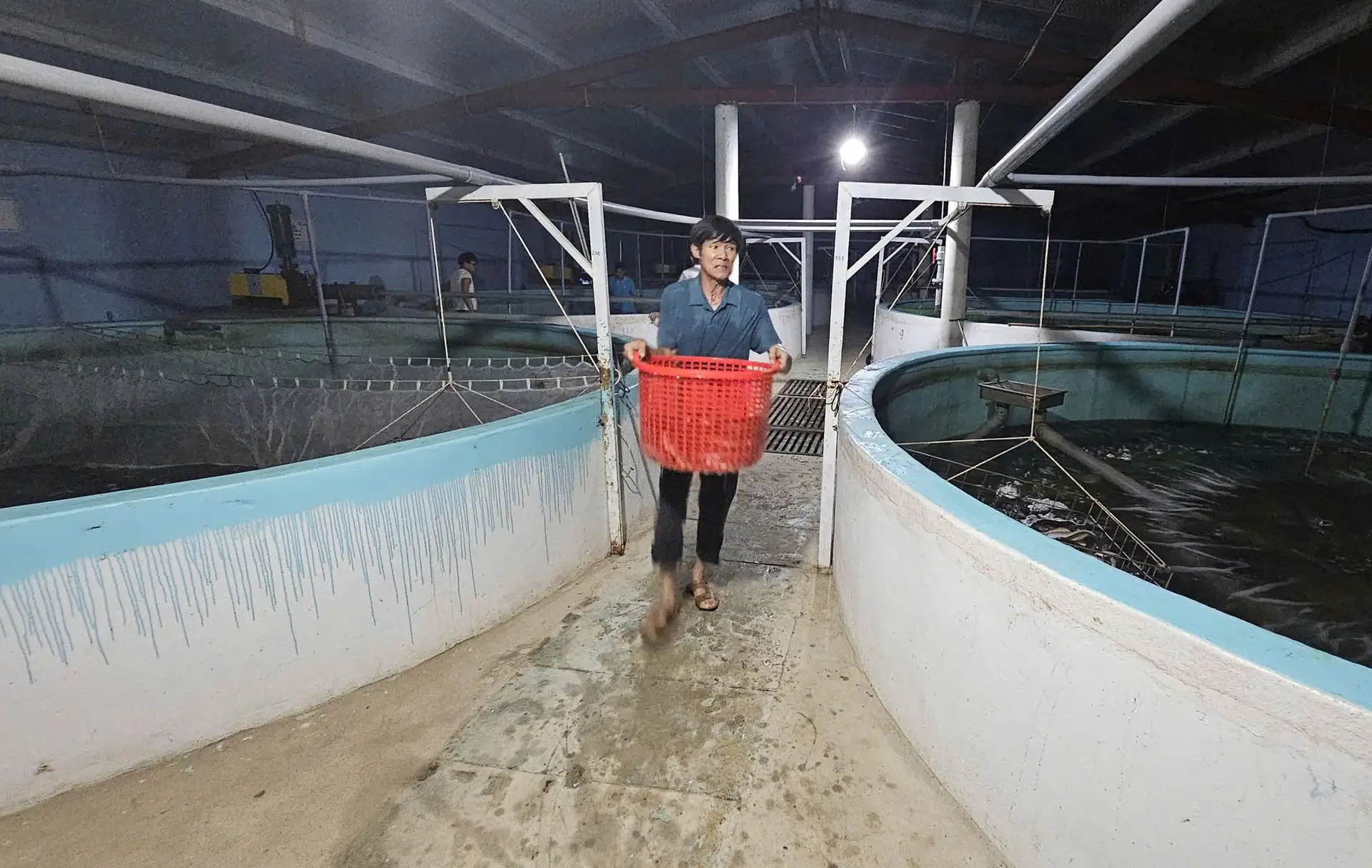 Trang trại cá chình trên vùng cát nóng