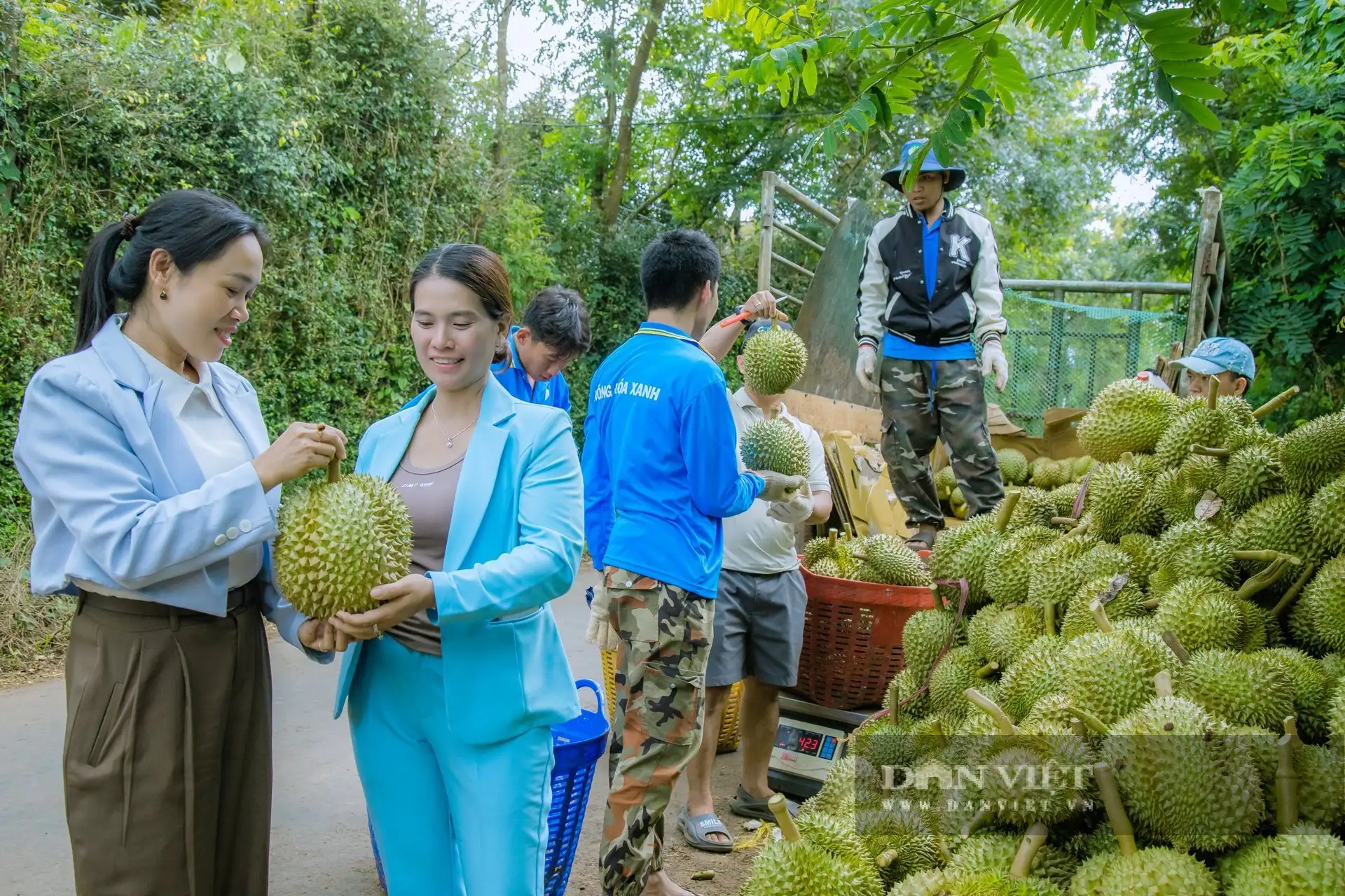 Trồng &#8220;cây tỷ đô&#8221;, một bà giám đốc nông dân Đắk Lắk cầm hàng chục tỷ/năm, cả làng ai cũng khen