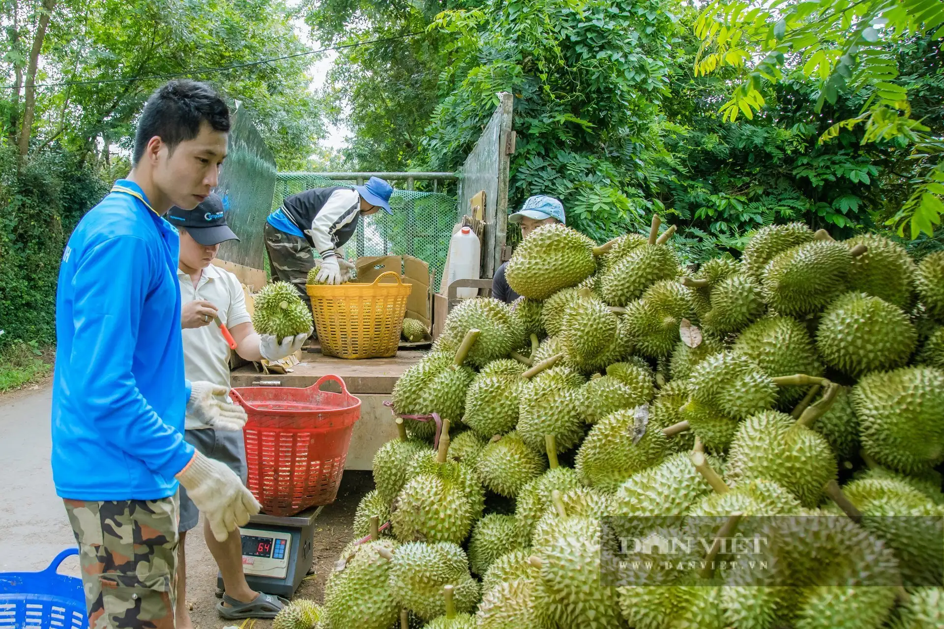 Trồng &#8220;cây tỷ đô&#8221;, một bà giám đốc nông dân Đắk Lắk cầm hàng chục tỷ/năm, cả làng ai cũng khen