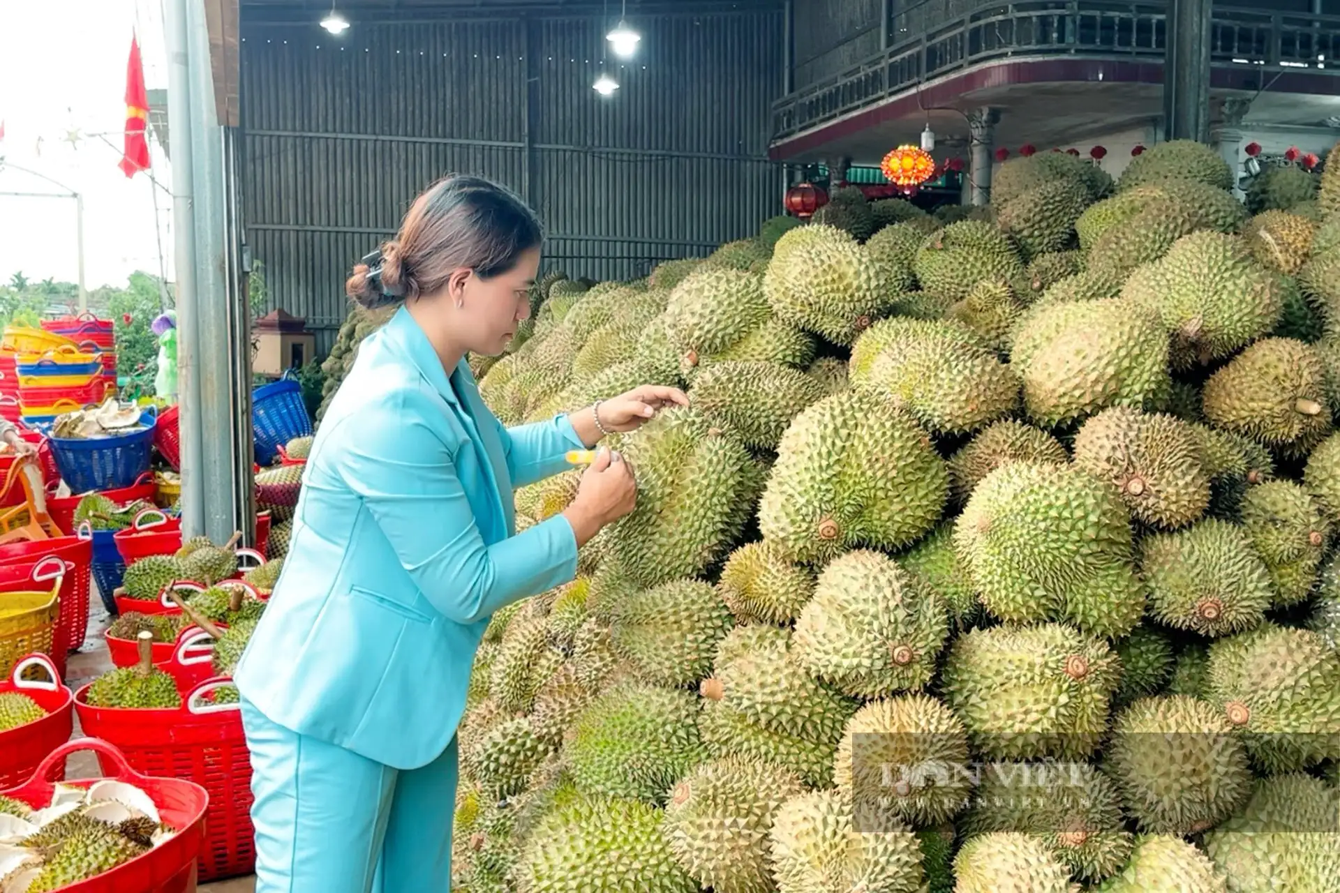 Trồng &#8220;cây tỷ đô&#8221;, một bà giám đốc nông dân Đắk Lắk cầm hàng chục tỷ/năm, cả làng ai cũng khen