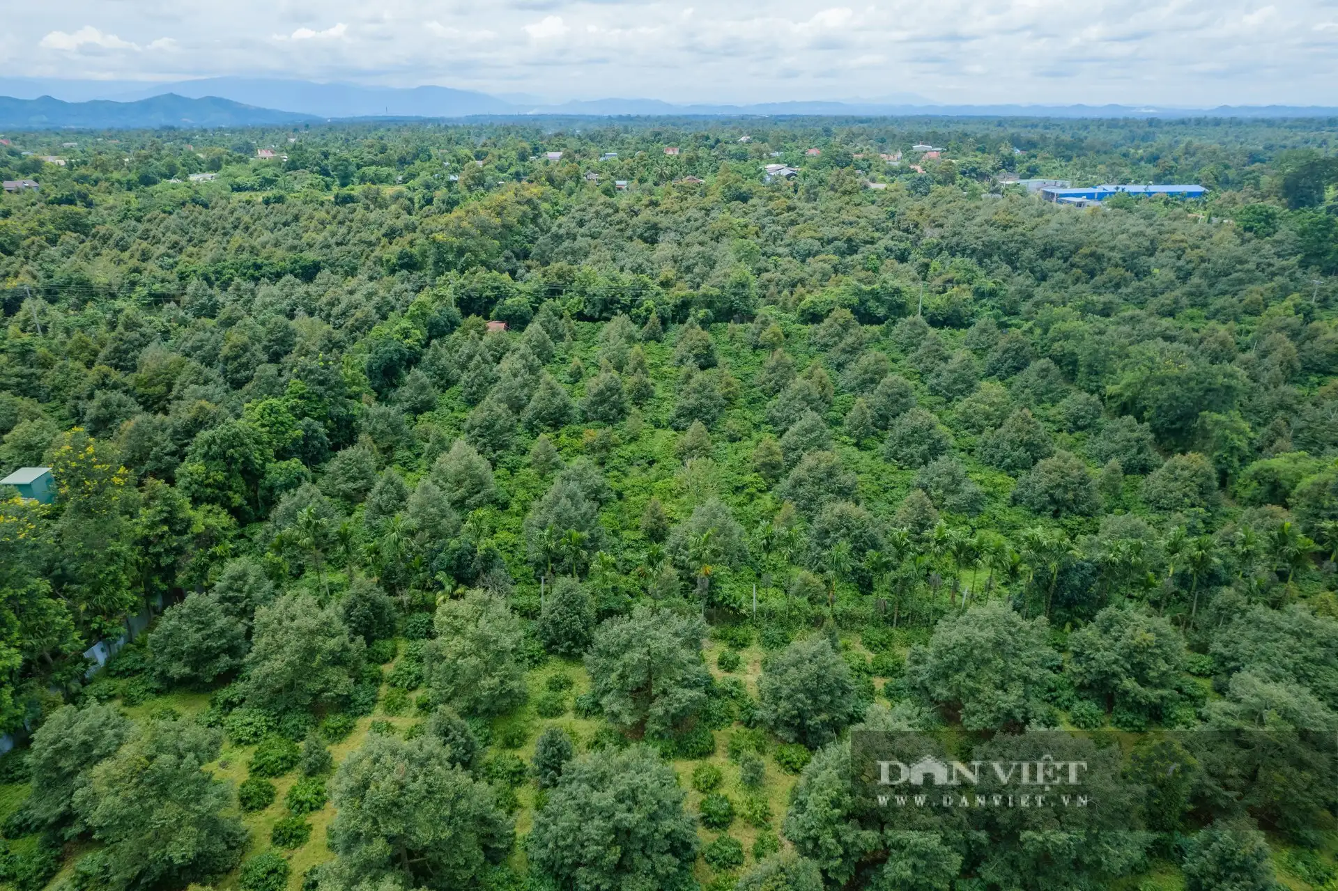 Trồng &#8220;cây tỷ đô&#8221;, một bà giám đốc nông dân Đắk Lắk cầm hàng chục tỷ/năm, cả làng ai cũng khen