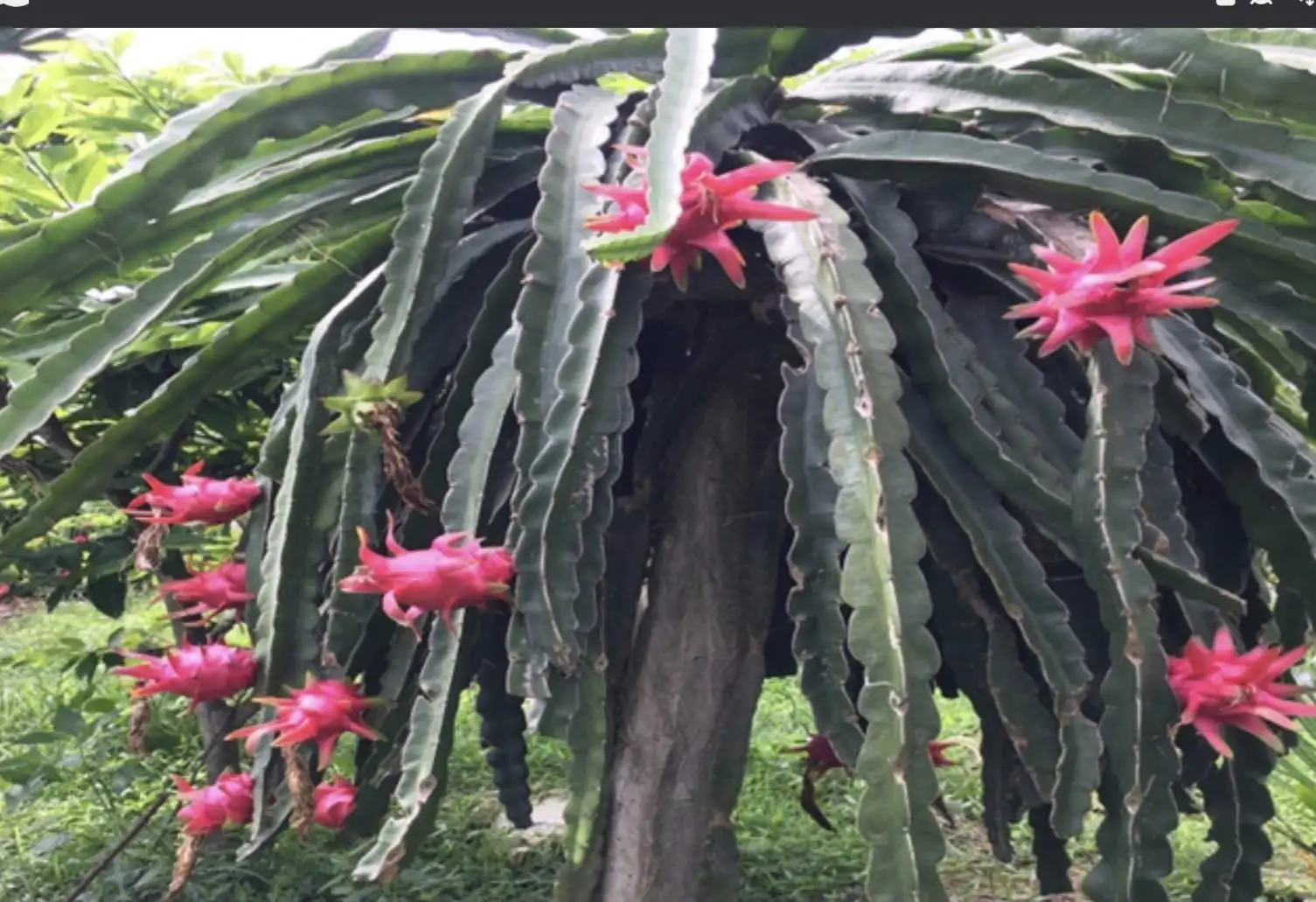 Trồng cây vươn &#8220;vòi&#8221;, ra quả chín đỏ, ruột đỏ, một nông dân Hải Phòng thu 250–300 triệu/năm