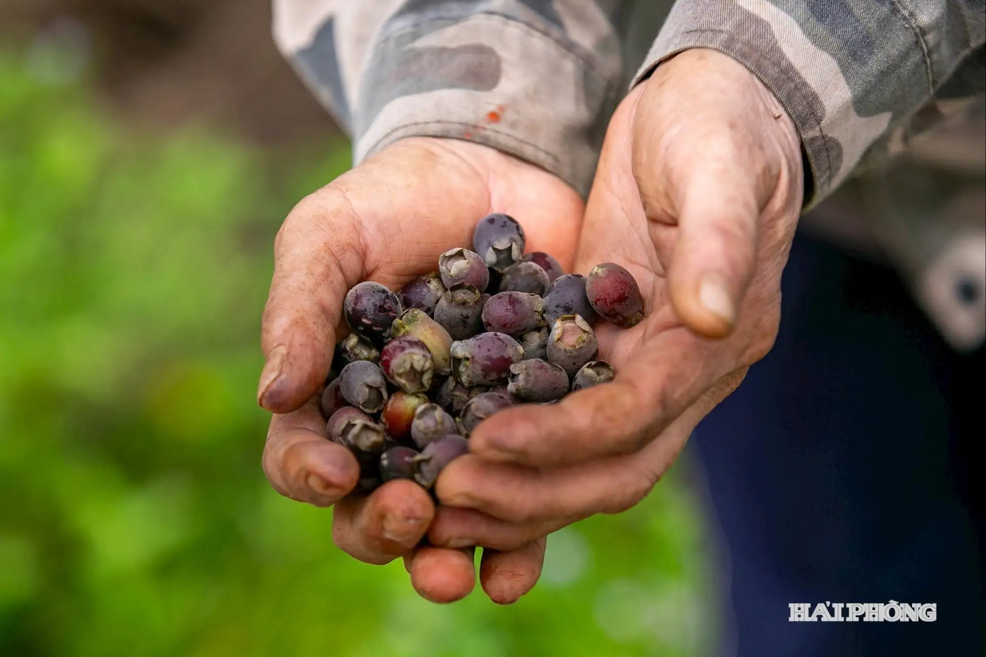 Trồng loài cây cho hoa màu tím đẹp lịm tim, quả lại là vị thuốc nhuận tràng, nông dân một phường ở Hải Phòng thu tiền to