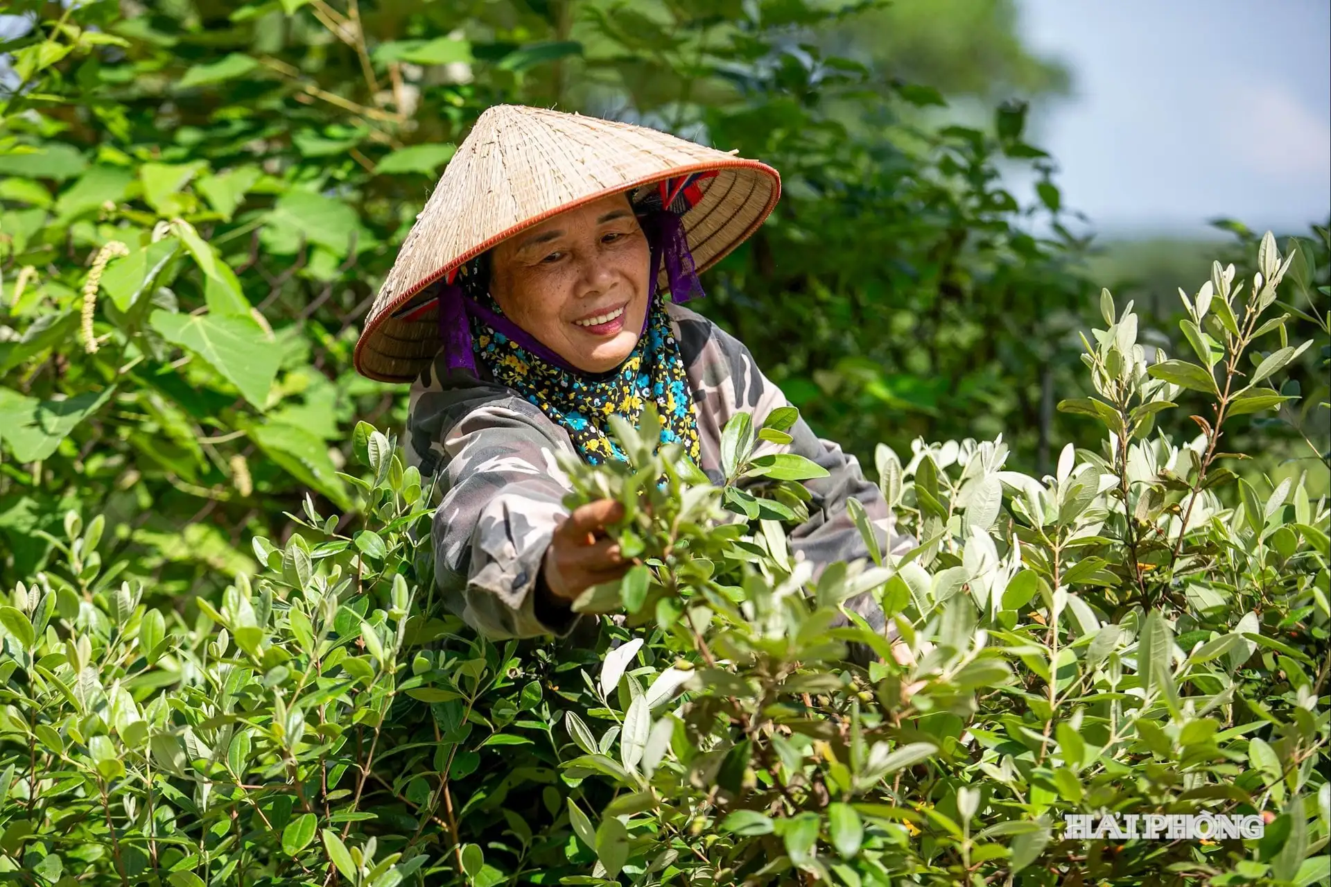 Trồng loài cây cho hoa màu tím đẹp lịm tim, quả lại là vị thuốc nhuận tràng, nông dân một phường ở Hải Phòng thu tiền to