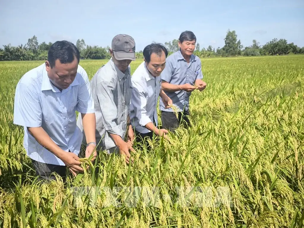 Trồng lúa thông minh ở tỉnh Vĩnh Long (sau sáp nhập), kiểu trồng lúa mới lạ, ruộng nào cũng tốt, nhà nào cũng ưng