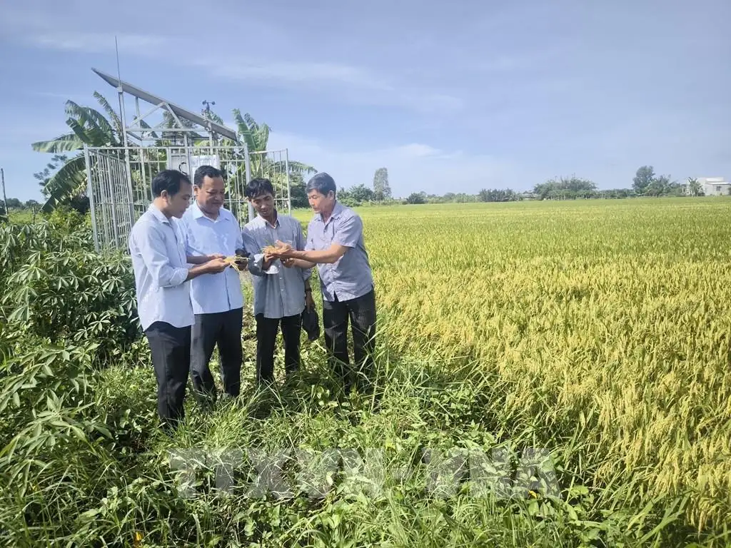 Trồng lúa thông minh ở tỉnh Vĩnh Long (sau sáp nhập), kiểu trồng lúa mới lạ, ruộng nào cũng tốt, nhà nào cũng ưng