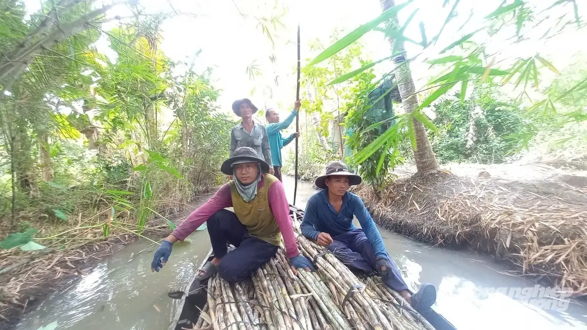 Trồng mía bán chục, lãi cao nhưng khó bền