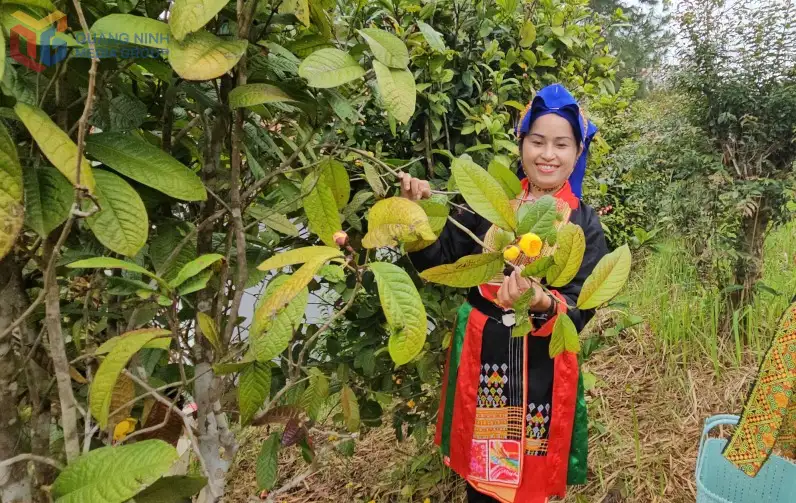 Trồng trà hoa vàng giữa mây ngàn