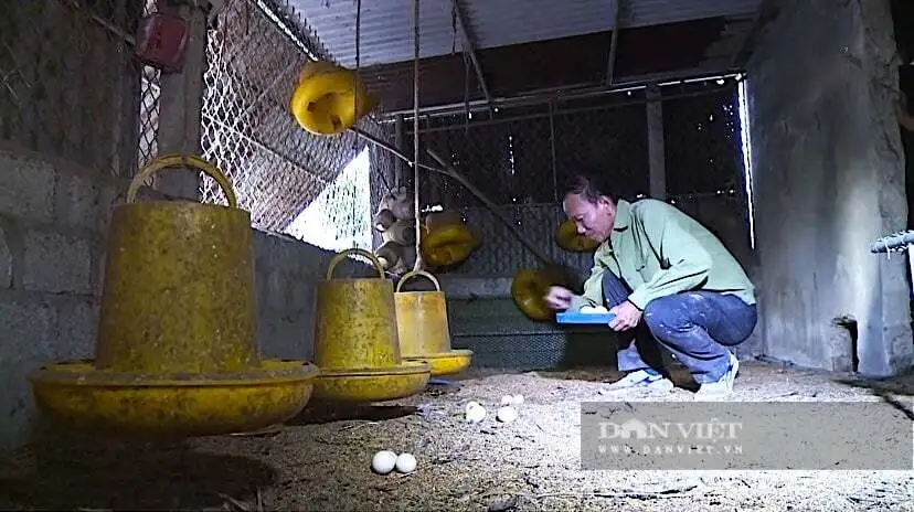 Trứng gà bất ngờ tăng giá &#8220;cái vù&#8221;, nông dân, HTX nuôi gà đẻ ở Hà Tĩnh thở phào nhẹ nhõm sau thời gian &#8220;bí bách&#8221;