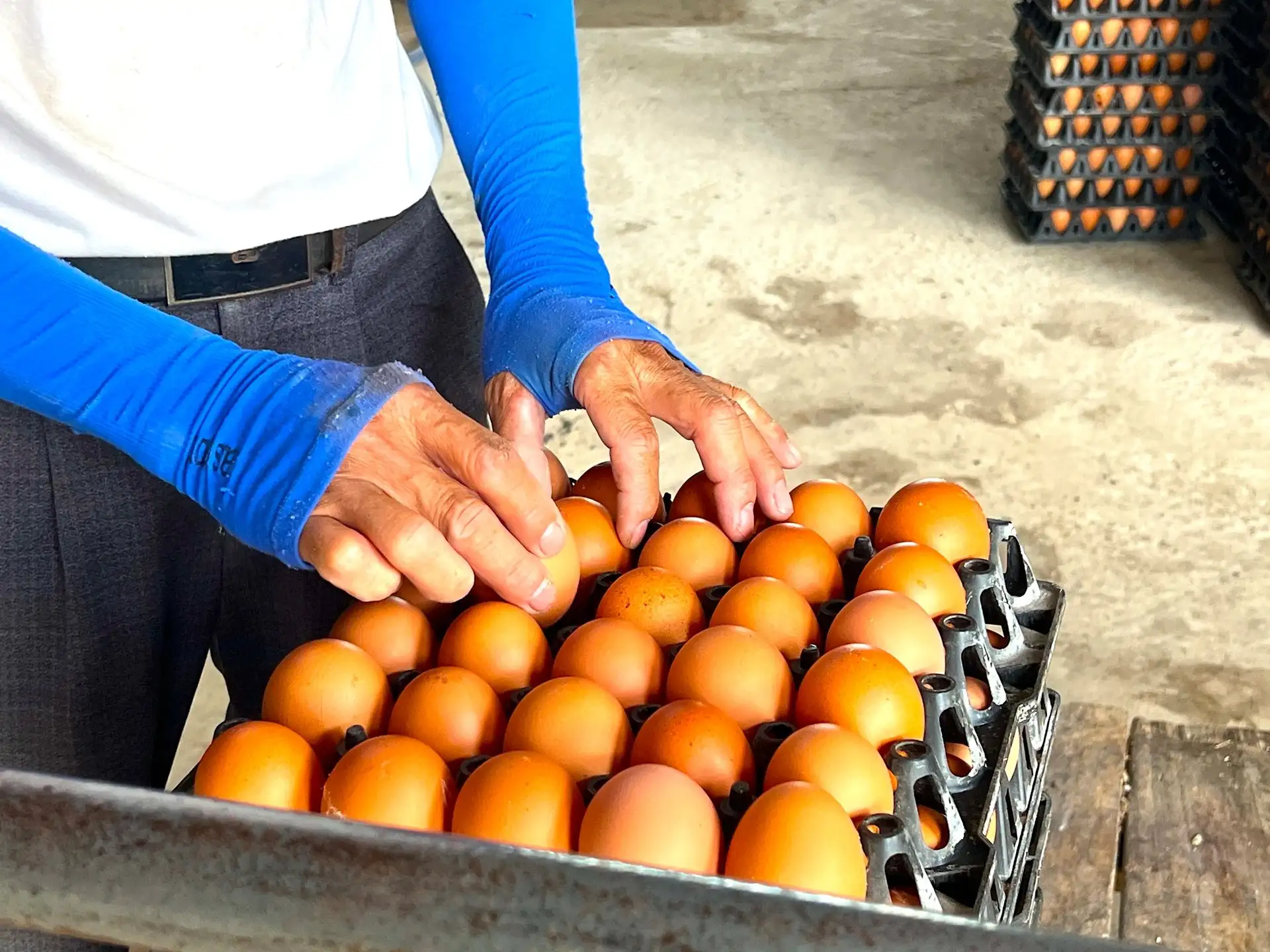 Trứng gà bất ngờ tăng giá &#8220;cái vù&#8221;, nông dân, HTX nuôi gà đẻ ở Hà Tĩnh thở phào nhẹ nhõm sau thời gian &#8220;bí bách&#8221;