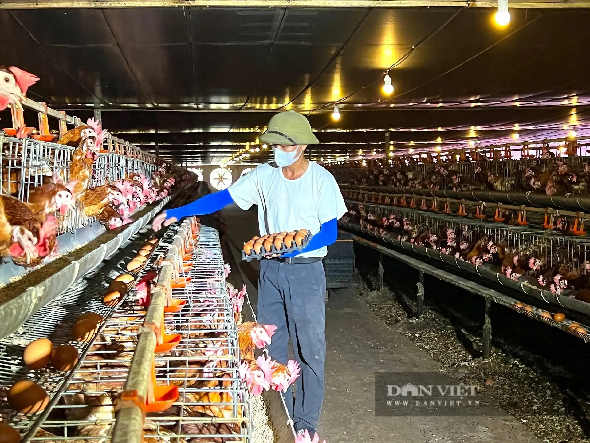 Trứng gà bất ngờ tăng giá “cái vù”, nông dân, HTX nuôi gà đẻ ở Hà Tĩnh thở phào nhẹ nhõm sau thời gian “bí bách”