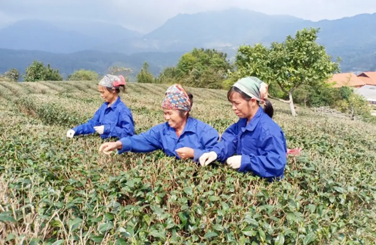 Từ trồng dâu nuôi tằm đến những nông sản vượt biển sang Mỹ giúp nông dân Cao Bằng ‘tô đẹp’ bức tranh nông thôn mới