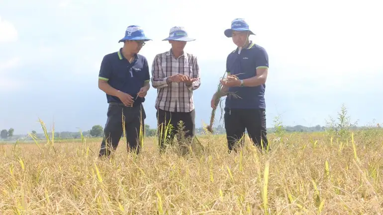 Từng bước định hình lúa gạo “thân thiện” môi trường
