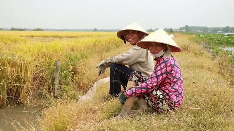 Từng bước định hình lúa gạo “thân thiện” môi trường