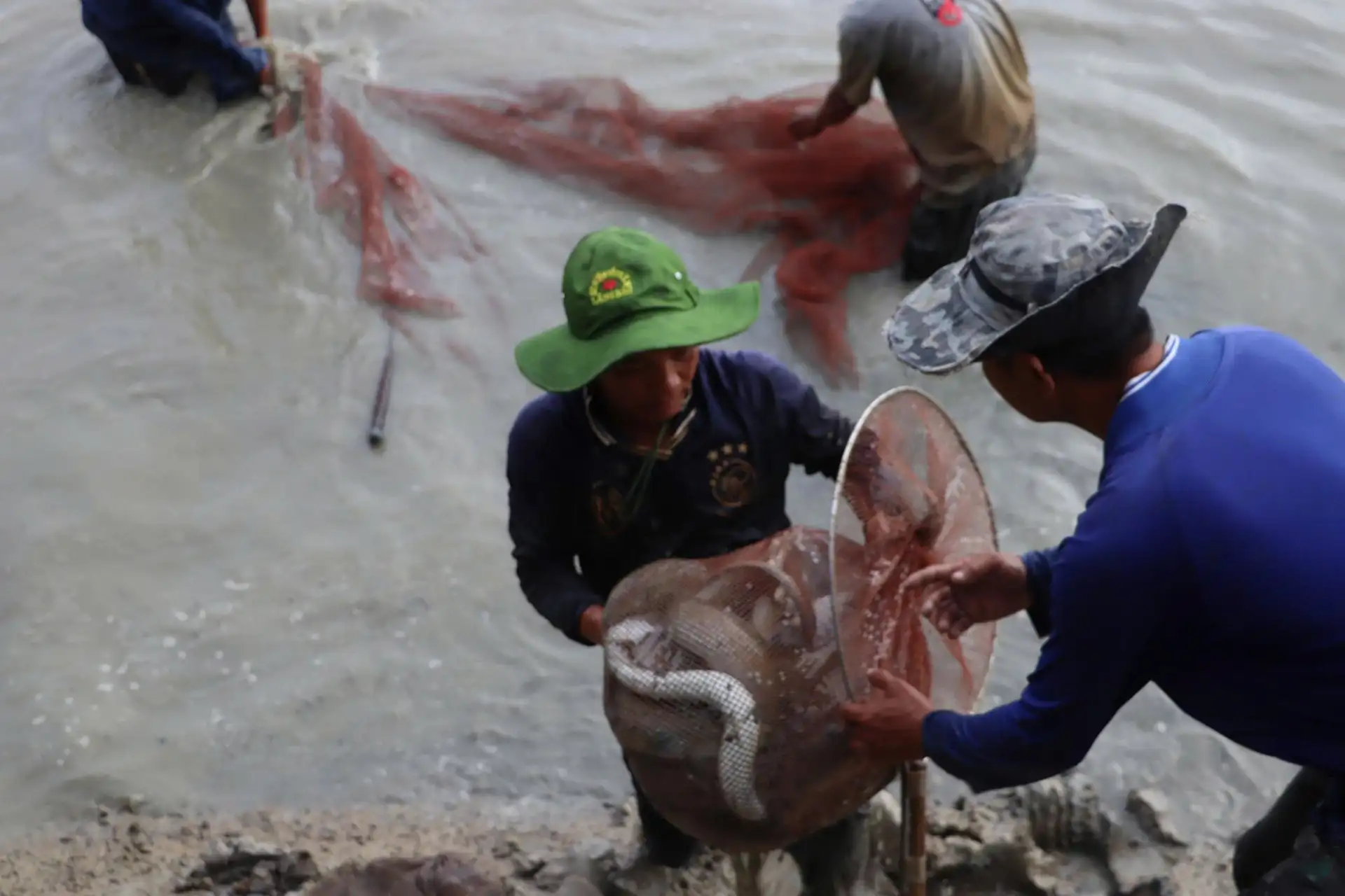 Tỷ phú nuôi cá chình ở Cà Mau được đề cử nhận Bằng khen của Thủ tướng Chính phủ