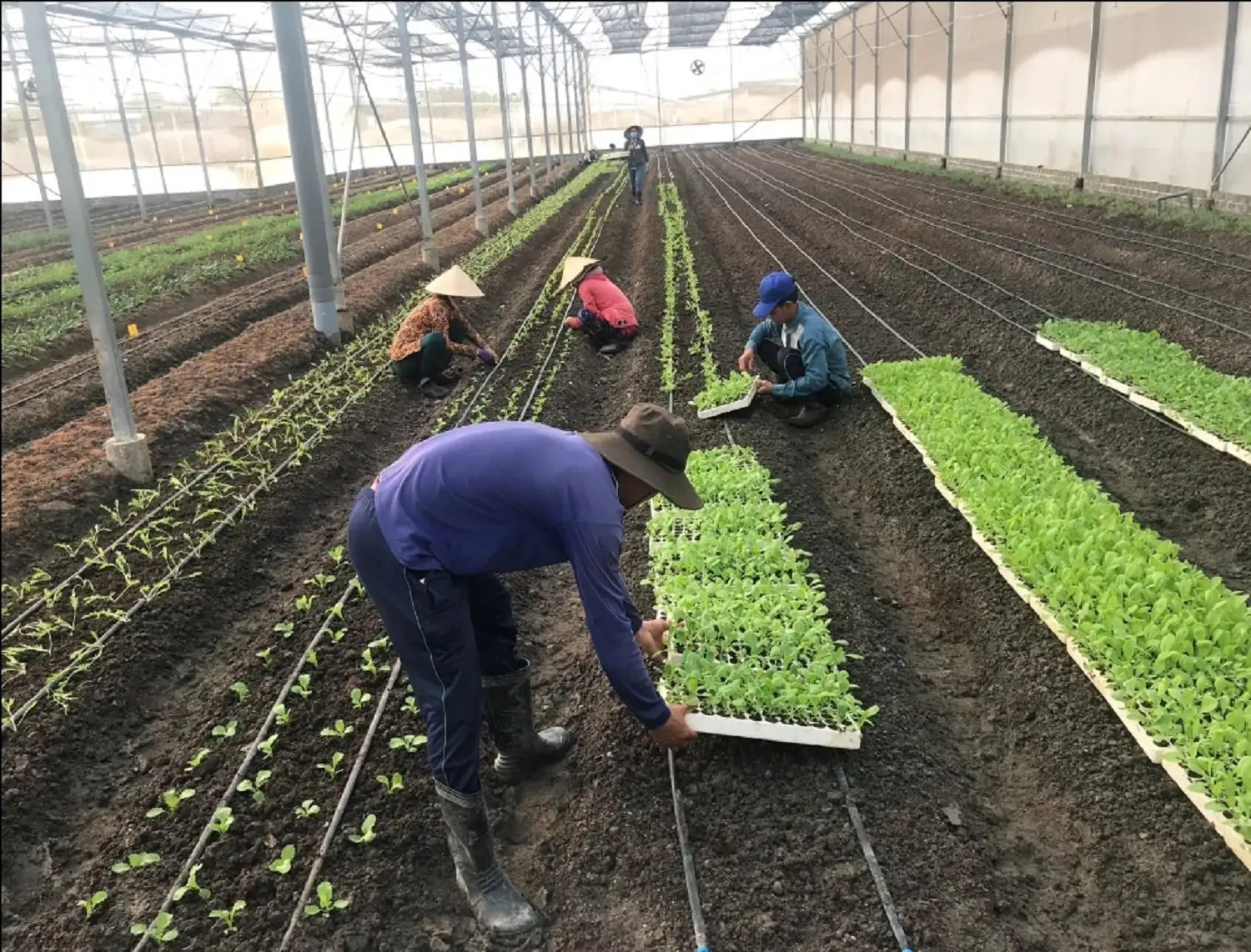 Vận động hội viên, nông dân TPHCM thực hiện các tiêu chí xây dựng nông thôn mới sau sáp nhập, hợp nhất