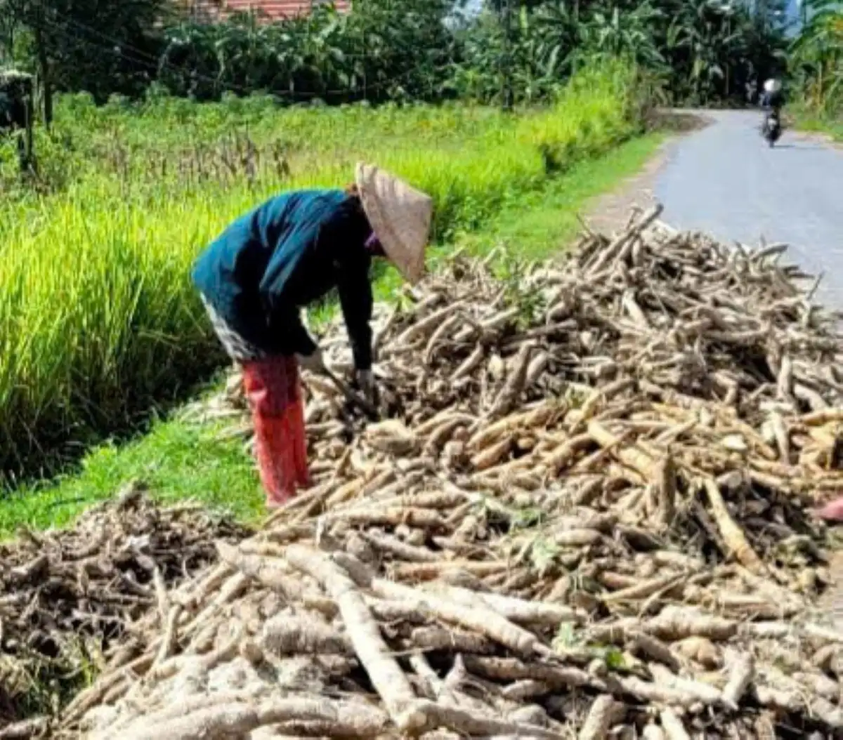 Vụ hè thu thất bát ở Nghệ An
