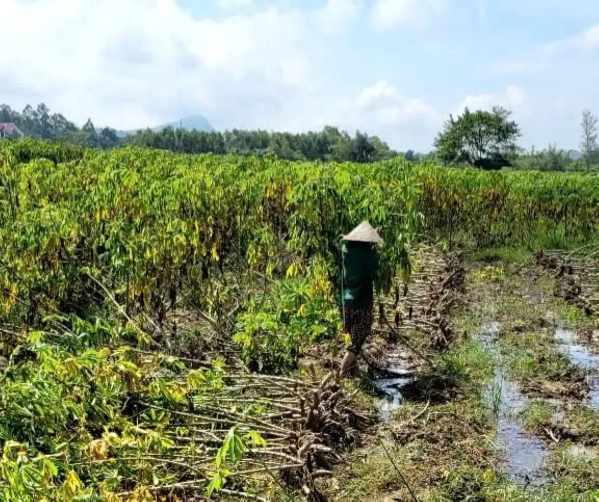 Vụ hè thu thất bát ở Nghệ An