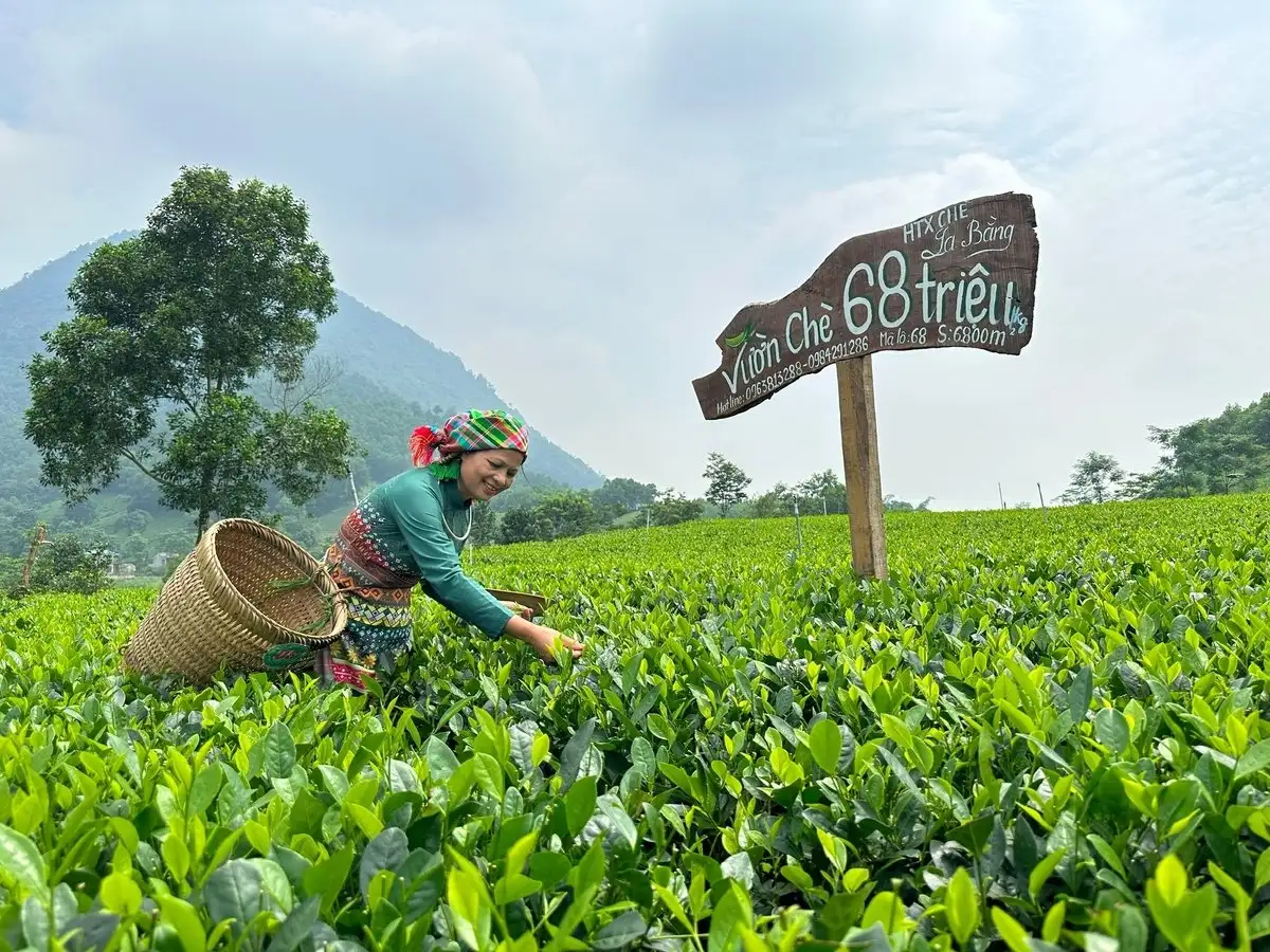 Vùng nguyên liệu tốt tạo ra những búp chè ngon