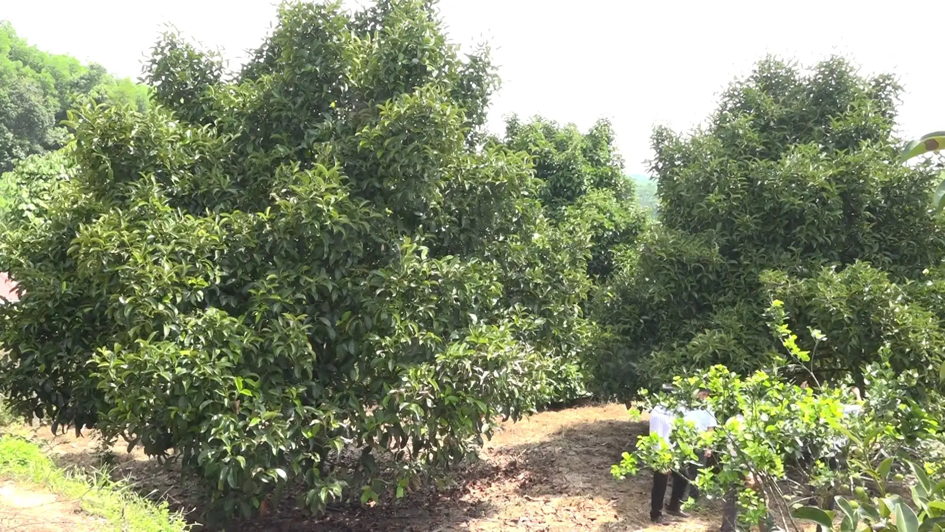 Vùng quê đáng sống Tiên Phước ở Đà Nẵng có các cây ăn quả đặc sản đẹp như phim, nông dân khá giả thấy rõ