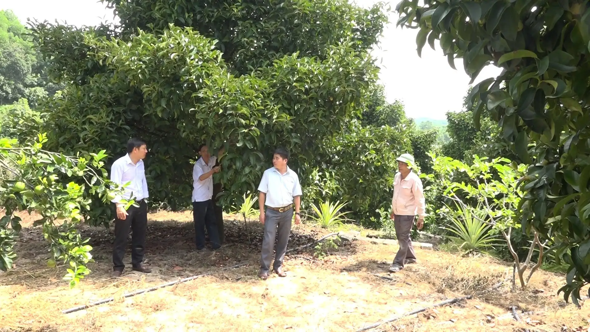 Vùng quê đáng sống Tiên Phước ở Đà Nẵng có các cây ăn quả đặc sản đẹp như phim, nông dân khá giả thấy rõ