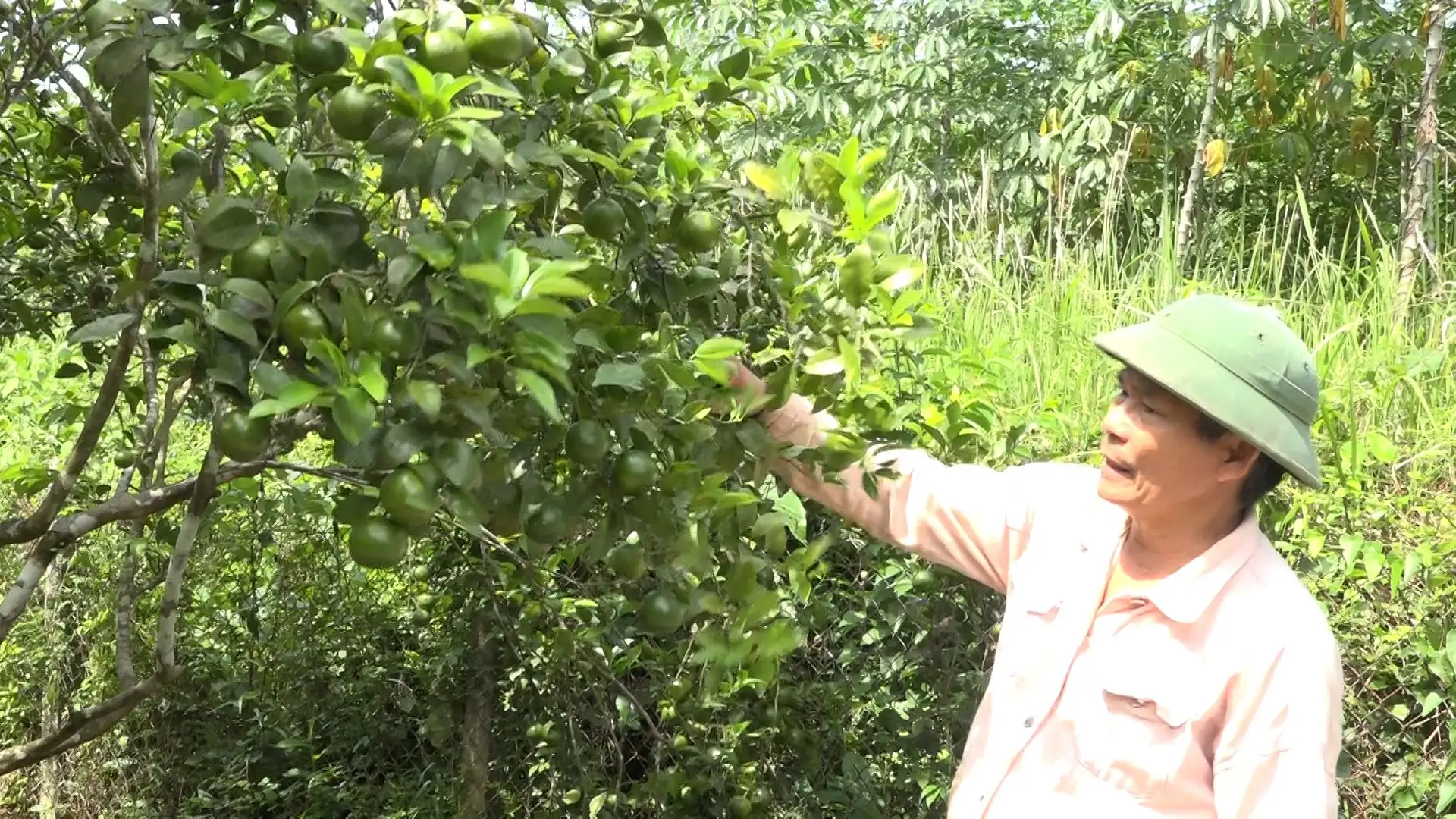 Vùng quê đáng sống Tiên Phước ở Đà Nẵng có các cây ăn quả đặc sản đẹp như phim, nông dân khá giả thấy rõ