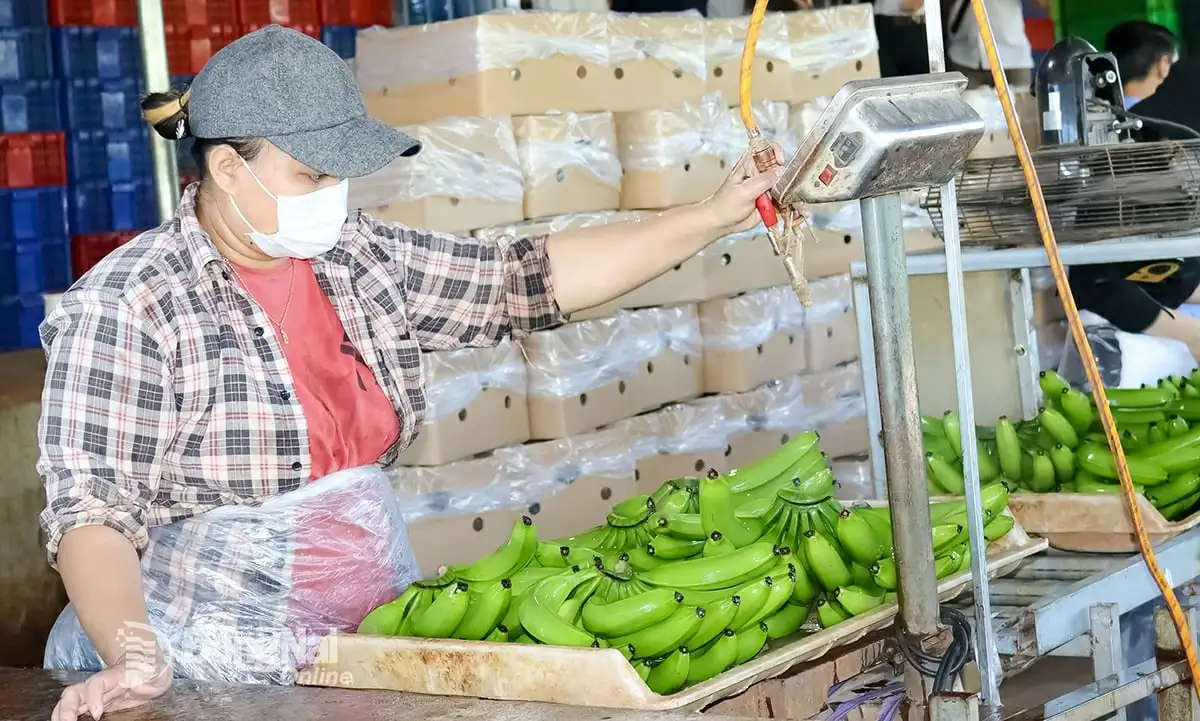 Xã có diện tích trồng chuối lớn nhất Việt Nam là một xã mới của tỉnh Đồng Nai