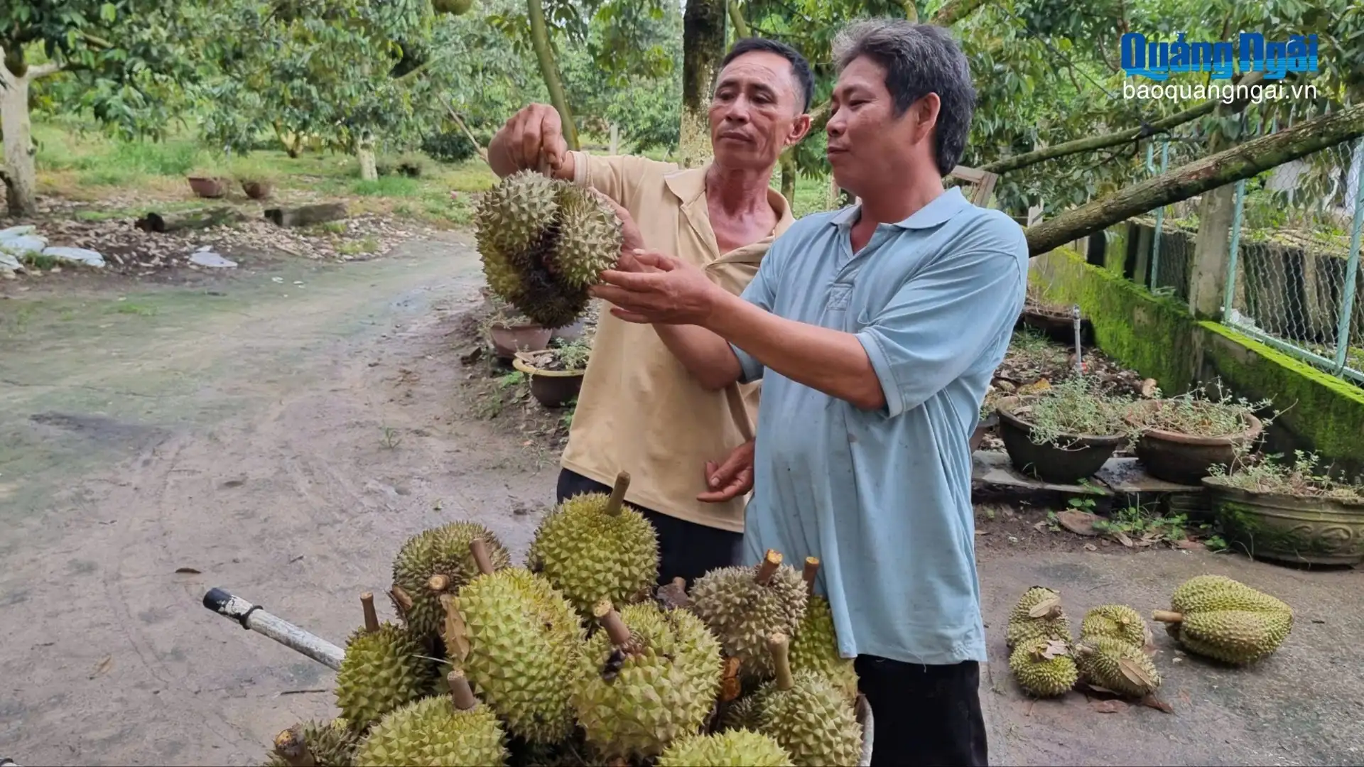 Xã mới này ở Quảng Ngãi có vườn sầu riêng 700 cây, quả treo “tầng tầng, lớp lớp” thế này đây, vô xem ai mà chả mê