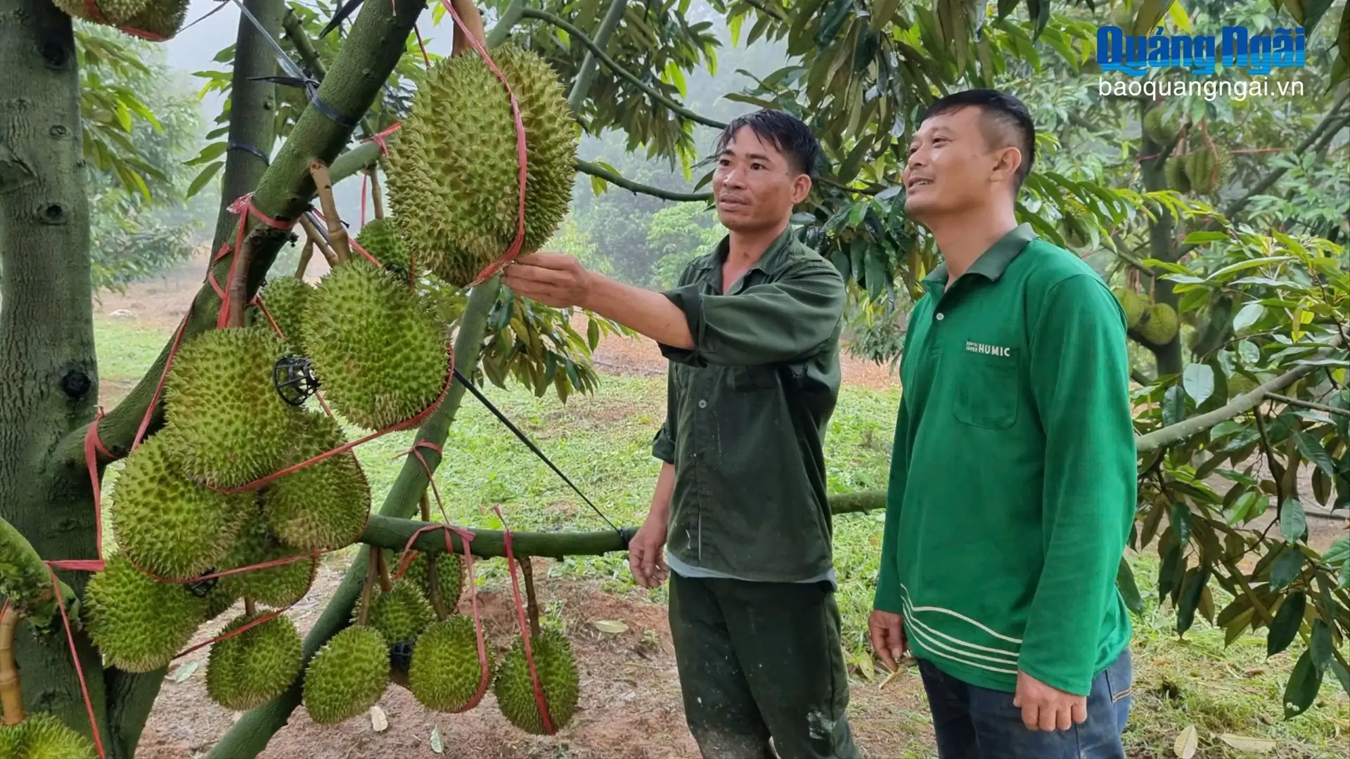 Xã mới này ở Quảng Ngãi có vườn sầu riêng 700 cây, quả treo “tầng tầng, lớp lớp” thế này đây, vô xem ai mà chả mê