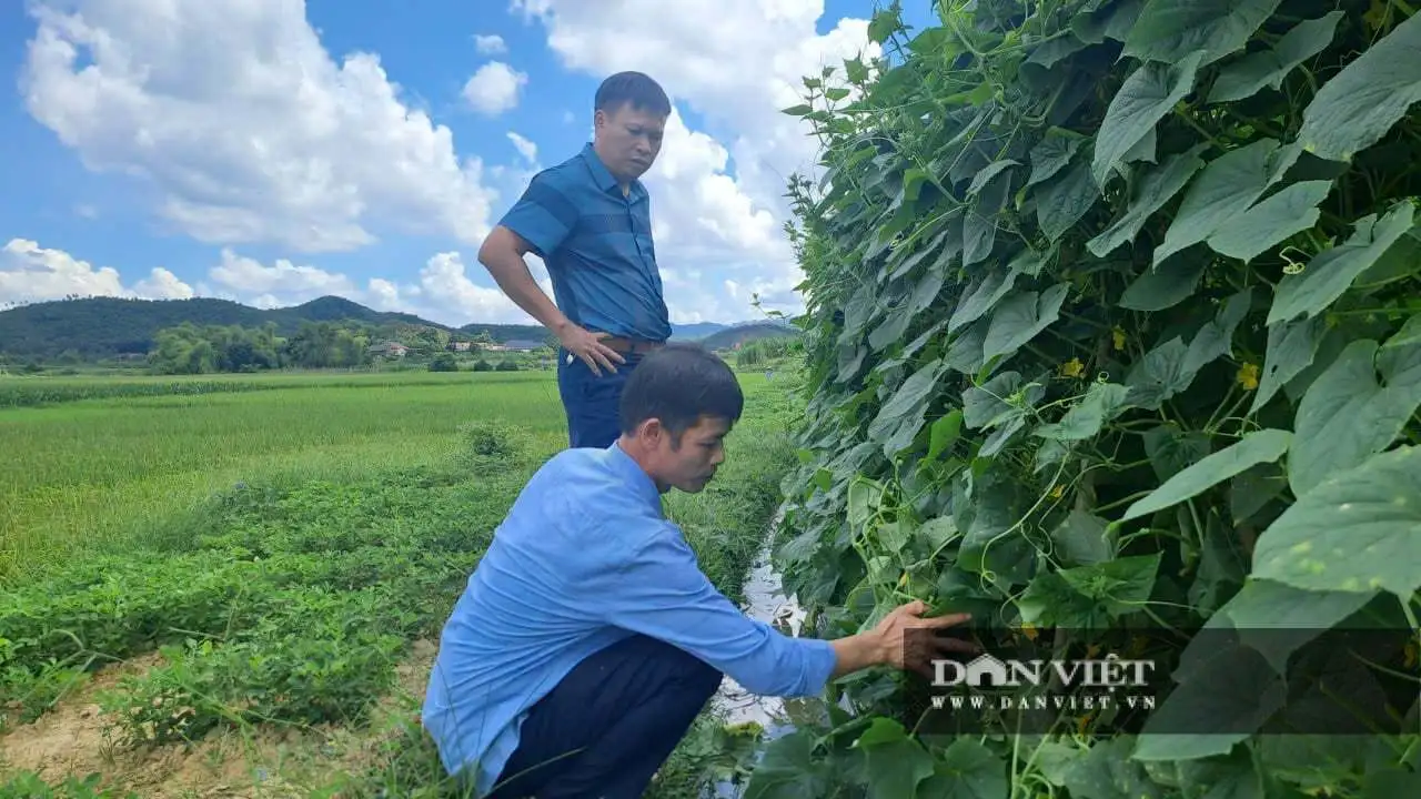 Xã Nam Hòa ở Thái Nguyên, sản xuất nông nghiệp an toàn gắn với xây dựng nông thôn mới nâng cao
