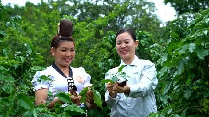 Xây dựng bộ kỹ thuật canh tác và giống mới cho cây cà phê