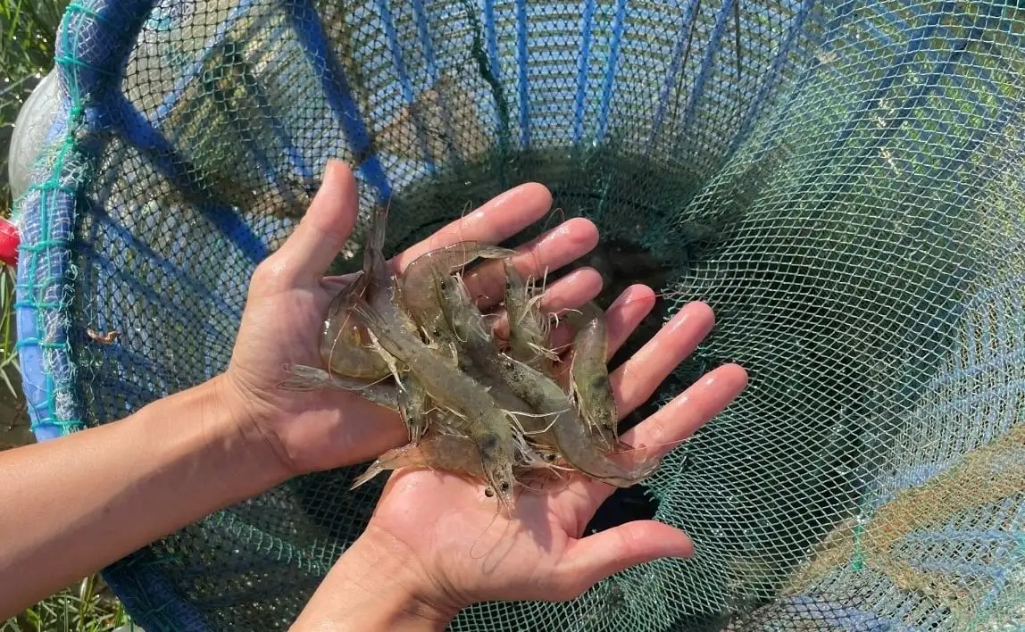 Xen canh lúa &#8211; tôm ở vùng nhiễm phèn, mặn