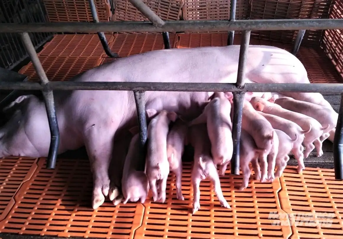 An Giang phát triển chăn nuôi tập trung, trang trại quy mô lớn