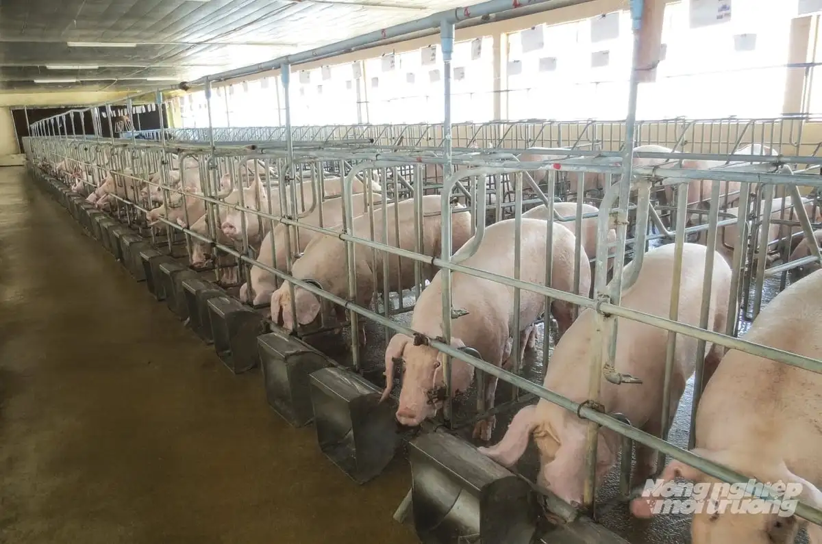 An Giang phát triển chăn nuôi tập trung, trang trại quy mô lớn