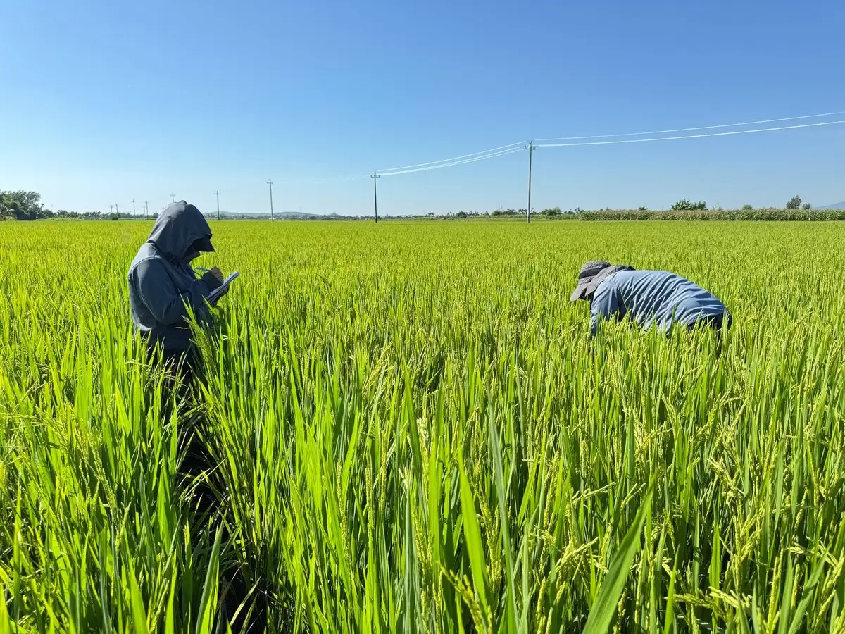 Áp dụng IPHM, giảm 50% số lần phun thuốc bảo vệ thực vật