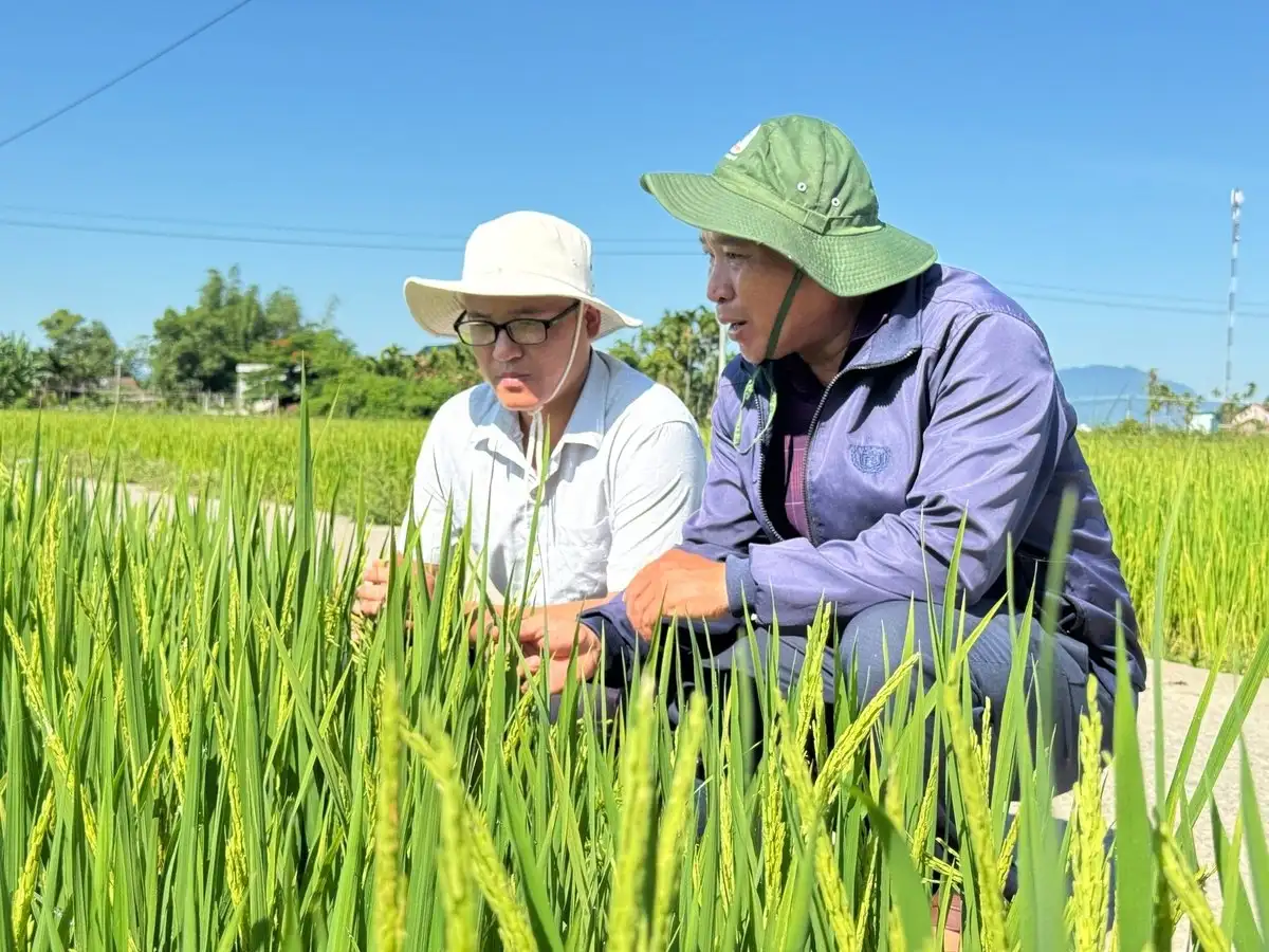 Áp dụng IPHM, giảm 50% số lần phun thuốc bảo vệ thực vật