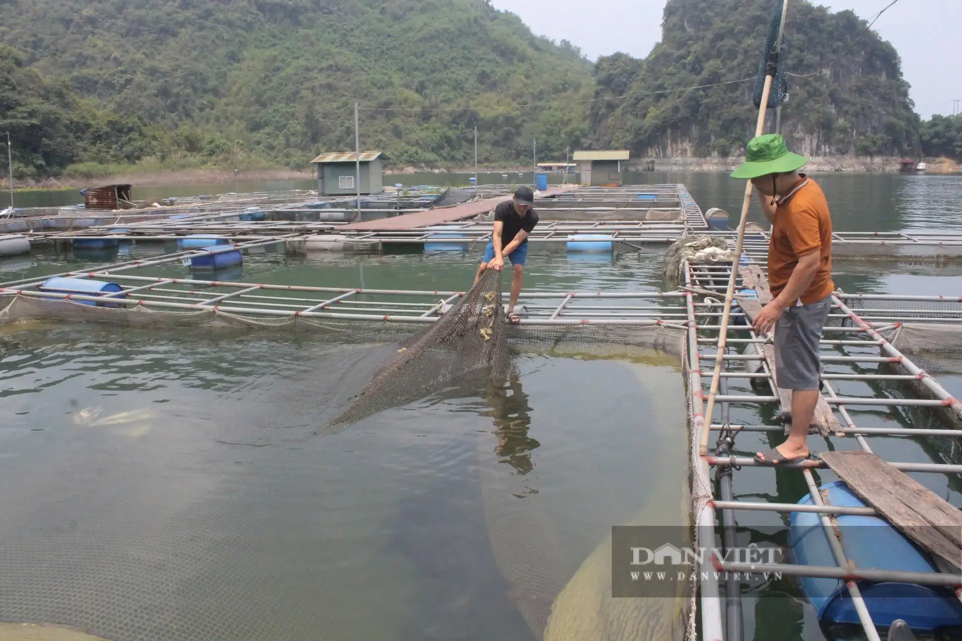 Bắt cá to ở hồ Hòa Bình, tỉnh Phú Thọ lên làm các món ngon, đạt sao OCOP