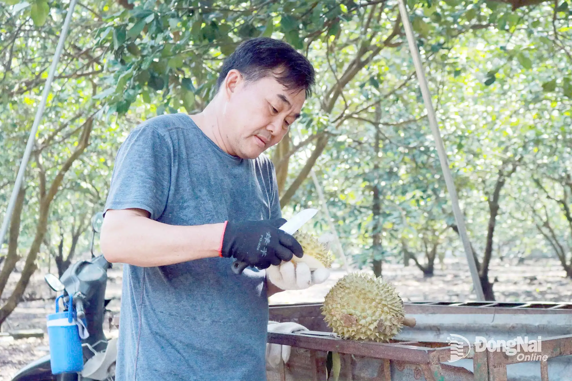 Bàu Hàm phát triển đa dạng mô hình kinh tế nông nghiệp hiệu quả