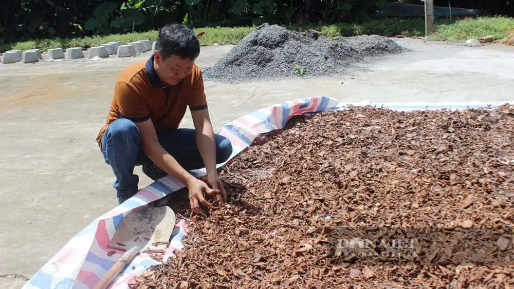Biến vỏ ca cao thành than sinh học, nông dân Đồng Nai giữ đất màu mỡ, bán được cả tín chỉ carbon