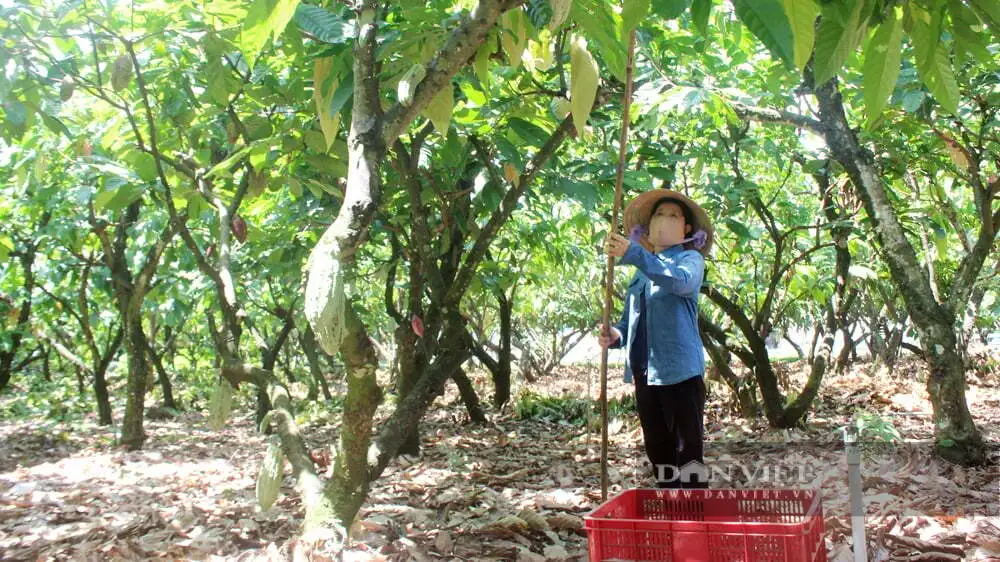Biến vỏ ca cao thành than sinh học, nông dân Đồng Nai giữ đất màu mỡ, bán được cả tín chỉ carbon
