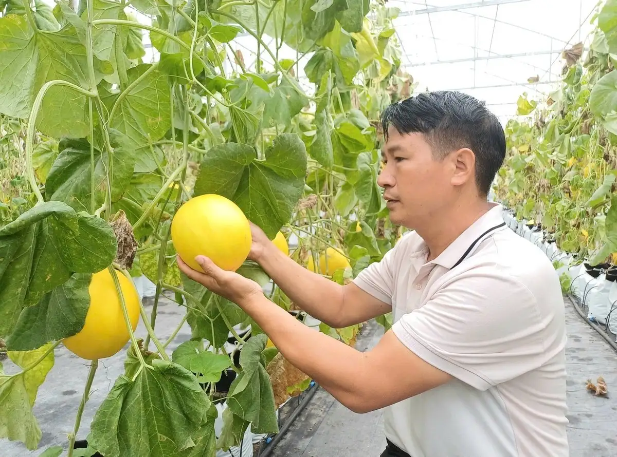 Bỏ nghề công nhân, làm giàu từ sản xuất nông nghiệp